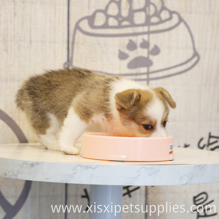 Wholesale Slow Eating Dog Bowl OEM Dog Bowl Quality Dog Bowl Slow